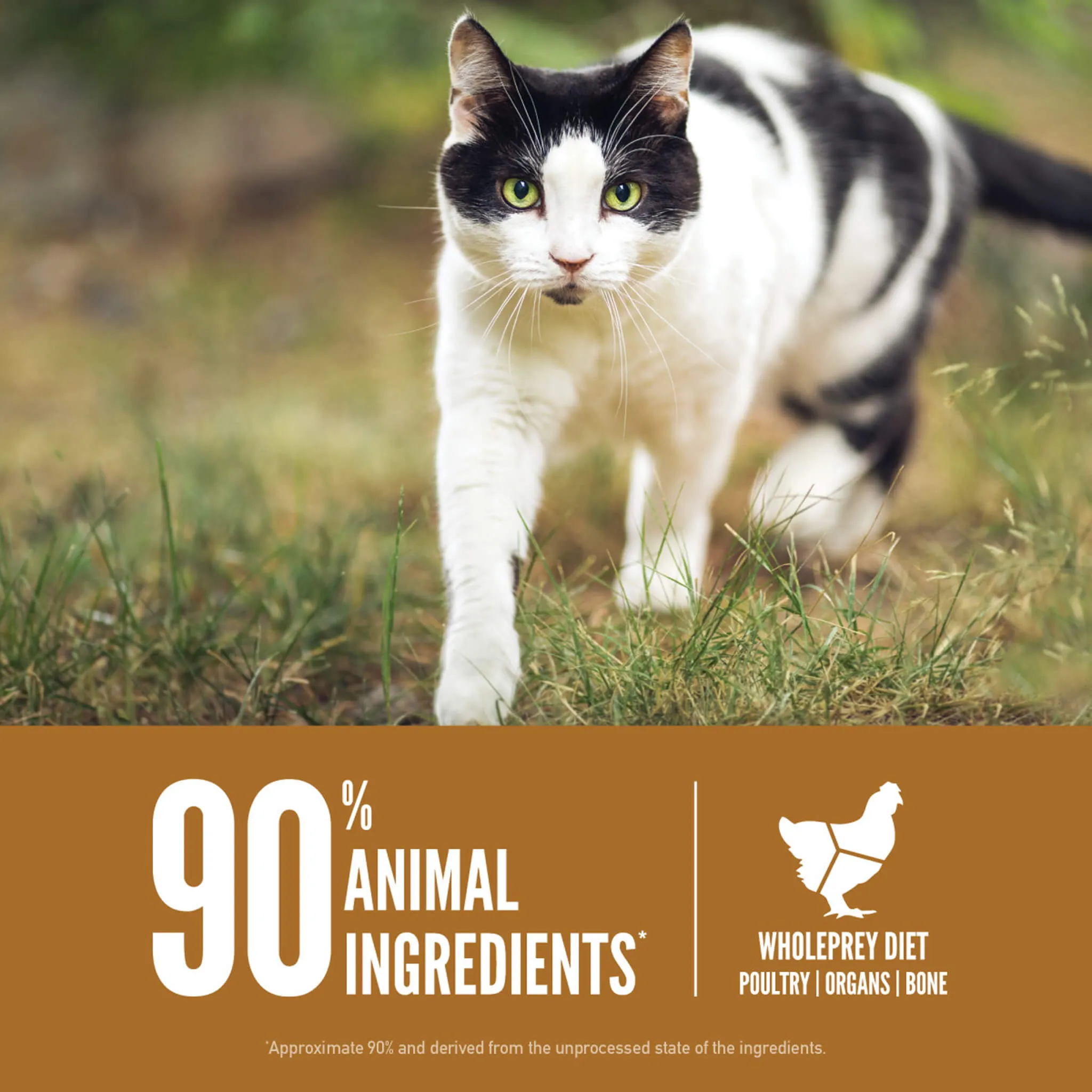 Orijen Grain-Free Dry Cat Food