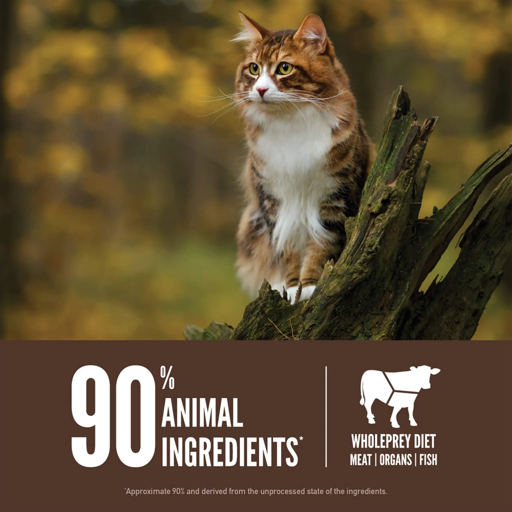 Orijen Grain-Free Dry Cat Food