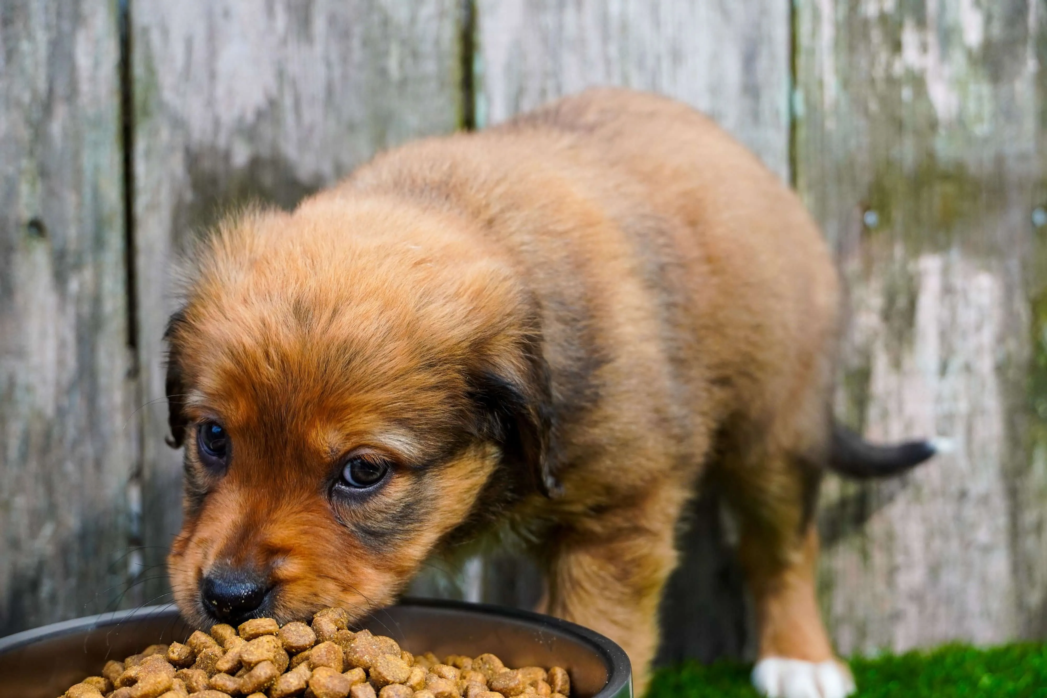 Puppy Food Value Pack