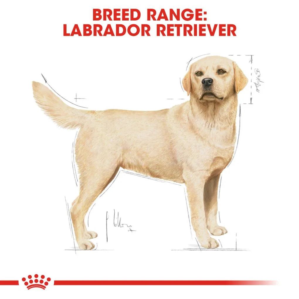 Royal Canin Labrador Adult