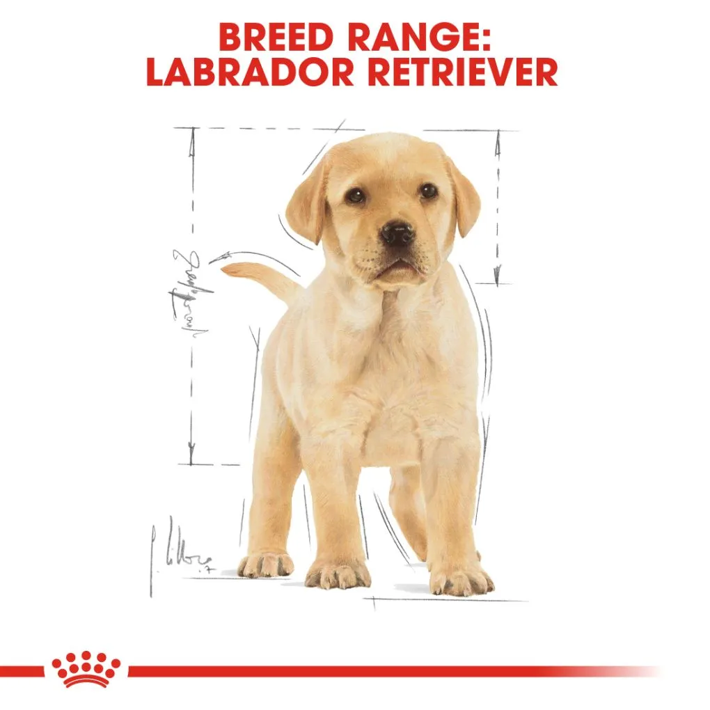 Royal Canin Labrador Puppy